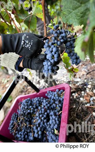 VENDANGE MANUELLE DE RAISIN ROUGE, VIGNOBLE DE PESSAC LEOGNAN, GIRONDE  (33V35319.jpg)