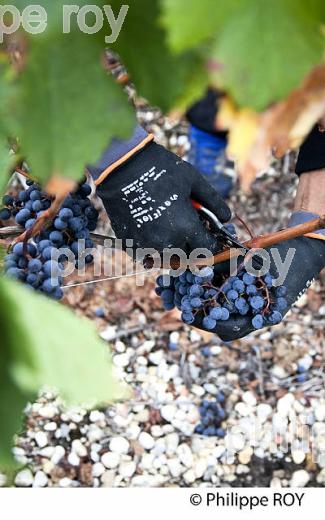 VENDANGE MANUELLE DE RAISIN ROUGE, VIGNOBLE DE PESSAC LEOGNAN, GIRONDE  (33V35321.jpg)