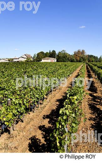 CHATEAU JEANDEMAN, VIN DE FRONSAC, GIRONDE (33V35524.jpg)