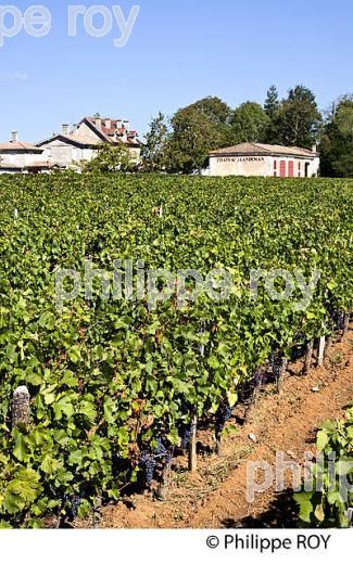 CHATEAU JEANDEMAN, VIN DE FRONSAC, GIRONDE (33V35525.jpg)