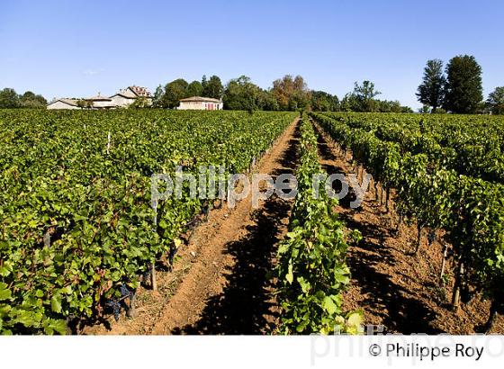 CHATEAU JEANDEMAN, VIN DE FRONSAC, GIRONDE (33V35527.jpg)
