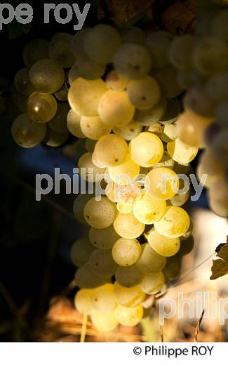 RAISIN BLANC POUR VINIFICATION, VIGNOBLE BORDELAIS (33V35832.jpg)