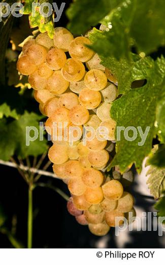 RAISIN BLANC POUR VINIFICATION, VIGNOBLE BORDELAIS (33V35834.jpg)