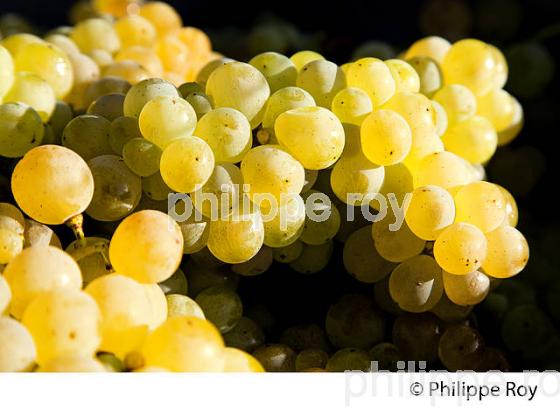 VENDANGE MANUELLE DE RAISIN BLANC, VIGNOBLE BORDELAIS (33V35928.jpg)