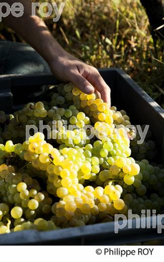 VENDANGE MANUELLE DE RAISIN BLANC, VIGNOBLE BORDELAIS (33V35934.jpg)