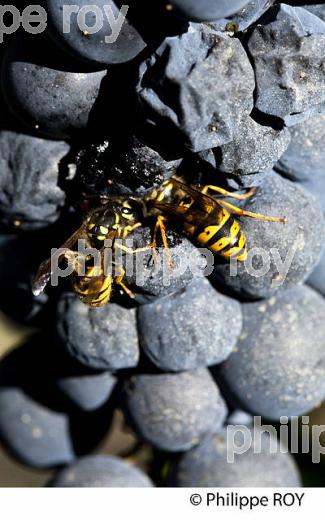 RAISIN ROUGE A MATURITE, VIGNOBLE BORDELAIS (33V36014.jpg)