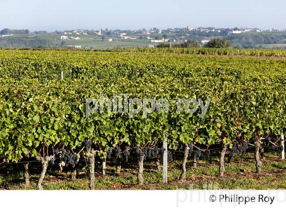 VIGNOBLE DE SAINT EMILION, GIRONDE (33V36036.jpg)