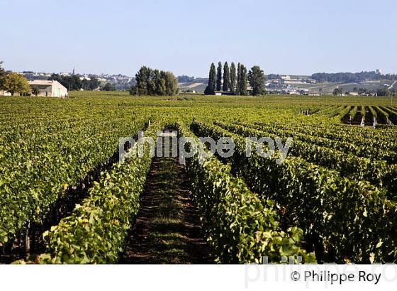 VIGNOBLE DE SAINT EMILION, GIRONDE (33V36037.jpg)