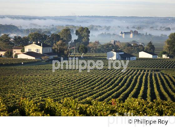 VIGNOBLE DE SAINT EMILION, GIRONDE (33V36909.jpg)