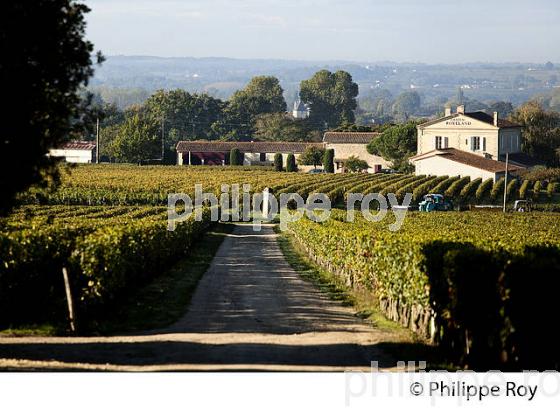 VIGNOBLE DE SAINT EMILION, GIRONDE (33V36911.jpg)