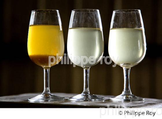 DEBOURBAGE, MOUT BLANC, VINIFICATION EN BORDELAIS (33V37025.jpg)