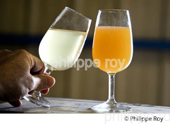 DEBOURBAGE, MOUT BLANC, VINIFICATION EN BORDELAIS (33V37029.jpg)