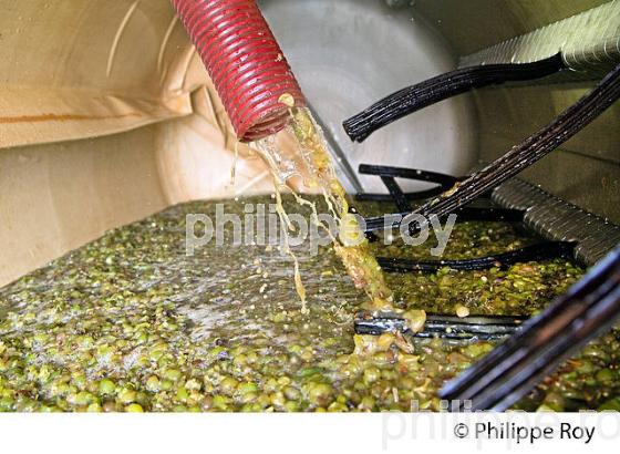 PRESSOIR ET VENDANGE BLANCHE, VINIFICATION EN BORDELAIS (33V37340.jpg)