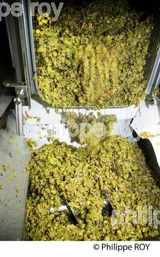 DECUVAGE DE LA VENDANGE BLANCHE, VINIFICATION EN BORDELAIS (33V37422.jpg)