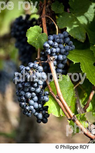 GRAPPE DE RAISIN, VIGNOBLE BORDELAIS, GIRONDE. (33V39012.jpg)