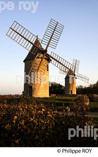 MOULIN DE CALON ET VIGNOBLE  AOC  MONTAGNE SAINT-EMILION, A L' AUTOMNE, MONTAGNE,GIRONDE, AQUITAINE. (33V39013.jpg)