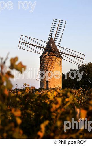 MOULIN DE CALON ET VIGNOBLE  AOC  MONTAGNE SAINT-EMILION, A L' AUTOMNE, MONTAGNE,GIRONDE, AQUITAINE. (33V39014.jpg)