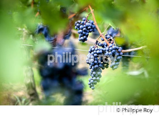 GRAPPE DE RAISIN ROUGE, CEPAGE CABERNET , AOC  MONTAGNE SAINT EMILION, VIGNOBLE DE BORDEAUX,  MONTAGNE, GIRONDE, AQUITAINE. (33V39108.jpg)