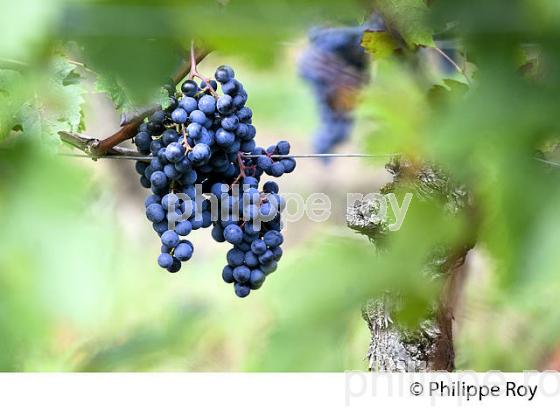 GRAPPE DE RAISIN ROUGE, CEPAGE CABERNET , AOC  MONTAGNE SAINT EMILION, VIGNOBLE DE BORDEAUX,  MONTAGNE, GIRONDE, AQUITAINE. (33V39109.jpg)