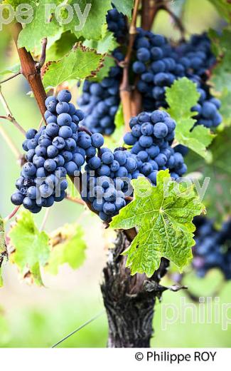GRAPPE RAISIN ROUGE,  AOC  MONTAGNE SAINT-EMILION, MONTAGNE, GIRONDE,AQUITAINE,  FRANCE. (33V39115.jpg)