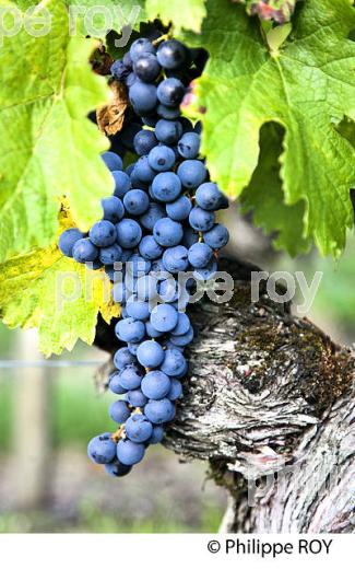 GRAPPE DE RAISIN ROUGE, CEPAGE CABERNET , AOC  MONTAGNE SAINT EMILION, VIGNOBLE DE BORDEAUX,  MONTAGNE, GIRONDE, AQUITAINE. (33V39125.jpg)