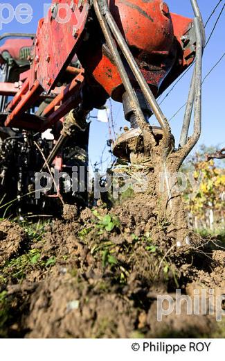 TARIERE POUR COMPLANTATION, ,  VIGNOBLE  AOC  MONTAGNE SAINT-EMILION, A L' AUTOMNE,  MONTAGNE, GIRONDE, AQUITAINE. (33V39210.jpg)