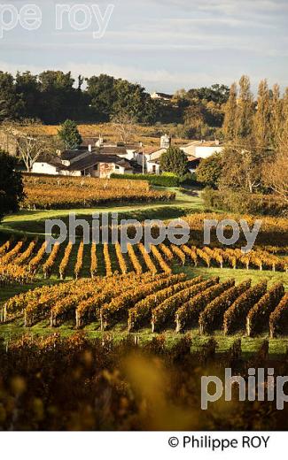 LE  VIGNOBLE  AOC  MONTAGNE SAINT-EMILION, A L' AUTOMNE,  MONTAGNE, GIRONDE, AQUITAINE. (33V39507.jpg)