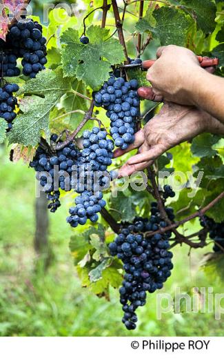VENDANGES MANUELLES ,  VIGNOBLE  AOC  MONTAGNE SAINT-EMILION, MONTAGNE, GIRONDE,AQUITAINE,  FRANCE. (33V39639.jpg)