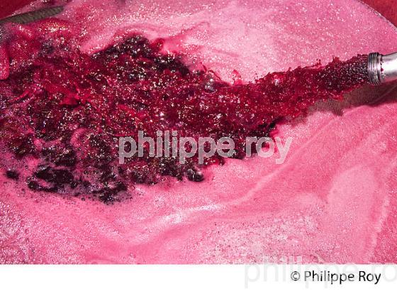 VINIFICATION DE LA VENDANGE ROUGE  EN BORDELAIS,  AOC  MONTAGNE SAINT-EMILION, MONTAGNE, GIRONDE,AQUITAINE,  FRANCE. (33V40312.jpg)