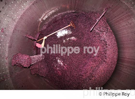 VINIFICATION, ECOULAGE D' UNE CUVE,   AOC  MONTAGNE SAINT EMILION, GIRONDE, AQUITAINE. (33V40436.jpg)
