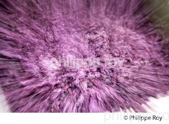 VINIFICATION, DECUVAGE ET ECOULAGE D' UNE CUVE,   AOC  MONTAGNE SAINT EMILION, GIRONDE, AQUITAINE. (33V40504.jpg)