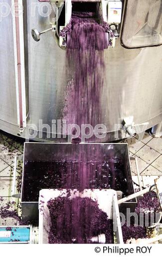 VINIFICATION, DECUVAGE ET ECOULAGE D' UNE CUVE,   AOC  MONTAGNE SAINT EMILION, GIRONDE, AQUITAINE. (33V40509.jpg)