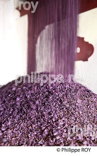 VINIFICATION, DECUVAGE ET ECOULAGE D' UNE CUVE,   AOC  MONTAGNE SAINT EMILION, GIRONDE, AQUITAINE. (33V40521.jpg)