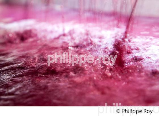 VINIFICATION, PRESSOIR PNEUMATIQUE,  ECOULAGE D' UNE CUVE,   AOC  MONTAGNE SAINT EMILION, GIRONDE, AQUITAINE. (33V40531.jpg)