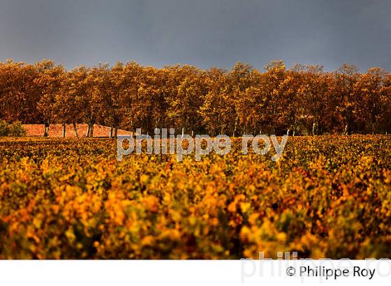 VIGNOBLE DE  MARGAUX, MEDOC, GIRONDE, AQUITAINE. (33V40934.jpg)