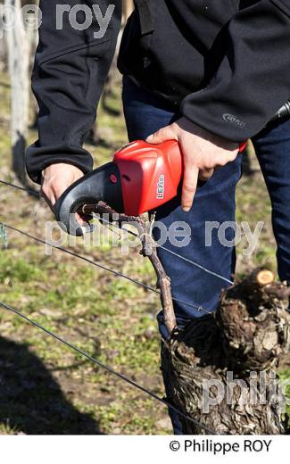 TEST LIEUSES POUR LA VIGNE, AQUITAINE VITI SERVICE, AVS, GIRONDE (33V41037.jpg)