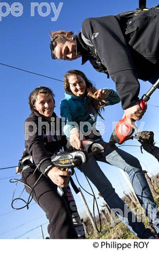 TEST LIEUSES POUR LA VIGNE, AQUITAINE VITI SERVICE, AVS, GIRONDE (33V41110.jpg)