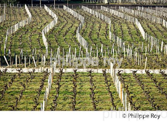 VIGNE TAILLEE , VIGNOBLE DE SAINT EMILION EN HIVER,  GIRONDE. (33V41121.jpg)