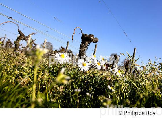 VIGNE TAILLEE  A LA FIN DE L'HIVER ET ENHERBEMENT,    SAINT EMILION, GIRONDE. (33V41122.jpg)