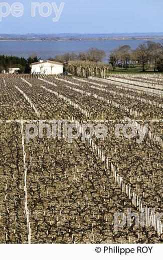 CHATEAU MONTROSE , AOC SAINT ESTEPHE, MEDOC, VINS DE BORDEAUX,  GIRONDE , AQUITAINE. (33V41501.jpg)