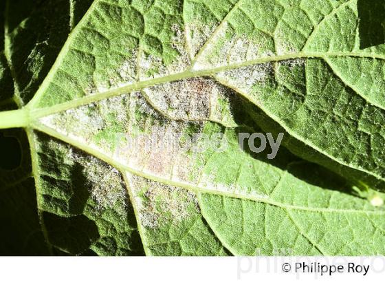 MILDIOU SUR FEUILLE DE VIGNE,   AU PRINTEMPS 2015, VIGNOBLE DU BORDELAIS. (33V41719.jpg)