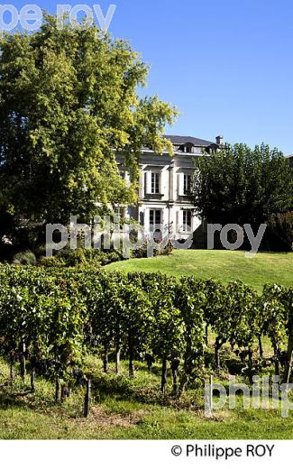 CHATEAU TESSENDEY, AOC, FRONSAC, VIGNOBLE DE BORDEAUX, GIONDE. (33V41806.jpg)