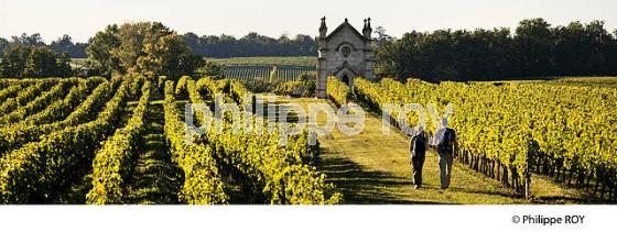 RANDONNEE PEDESTRE DANS LES VIGNES ,  OENOTOURISME, AOC MONTAGNE SAINT-EMILION, VIGNOBLE DE BORDEAUX,  GIRONDE. (33V42438.jpg)