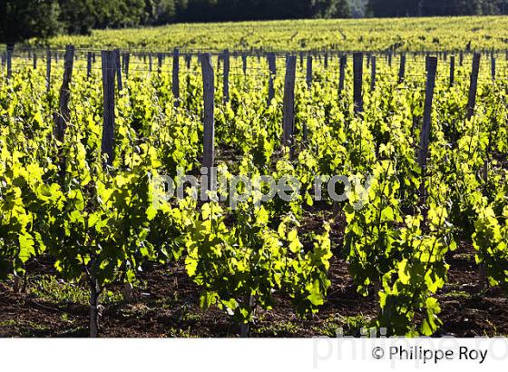 CYCLE VEGETATIF DE LA VIGNE, AU PRINTEMPS, VIGNOBLE BORDELAIS, GIRONDE. (33V42916.jpg)