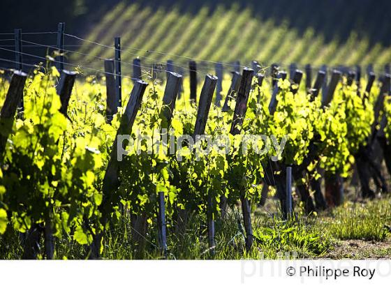 CYCLE VEGETATIF DE LA VIGNE, AU PRINTEMPS, VIGNOBLE BORDELAIS, GIRONDE. (33V42917.jpg)