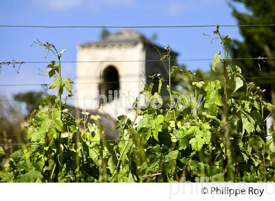 LA VIGNE AU PRINTEMPS, PAYSAGE VITICOLE , MONTAGNE-SAINT-EMILION, VIGNOBLE BORDELAIS, GIRONDE. (33V42922.jpg)