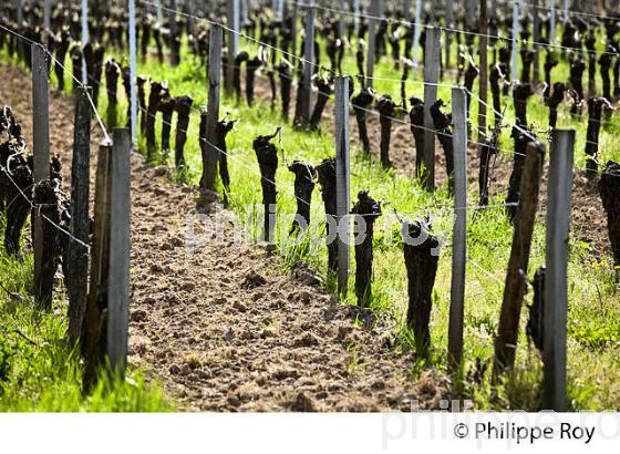 PALISSAGE  DE LA VIGNE, AU PRINTEMPS, VIGNOBLE BORDELAIS, GIRONDE. (33V42938.jpg)