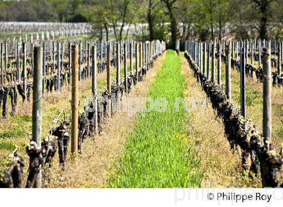 PALISSAGE  DE LA VIGNE, AU PRINTEMPS, VIGNOBLE BORDELAIS, GIRONDE. (33V42939.jpg)