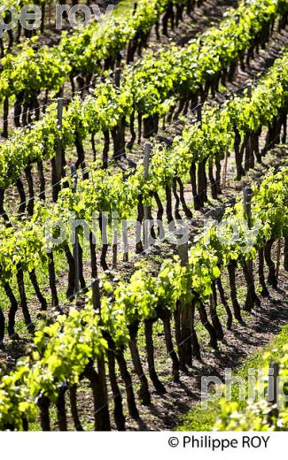 CYCLE VEGETATIF DE LA VIGNE, AU PRINTEMPS, VIGNOBLE BORDELAIS, GIRONDE. (33V43012.jpg)