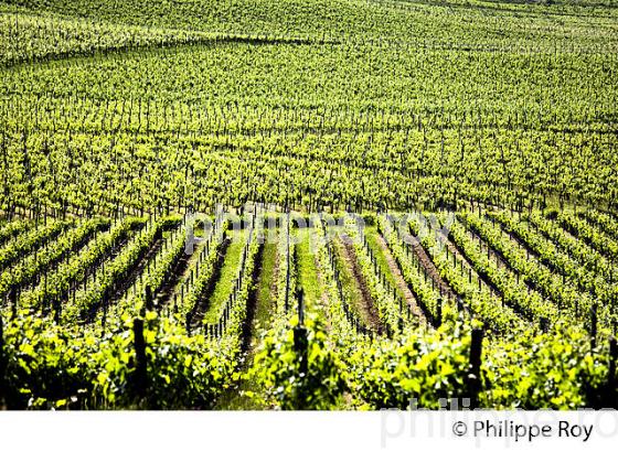 LA VIGNE AU PRINTEMPS, PAYSAGE VITICOLE , MONTAGNE-SAINT-EMILION, VIGNOBLE BORDELAIS, GIRONDE. (33V43025.jpg)